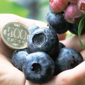 果樹苗 ハイブッシュ系ブルーベリー チャンドラ 挿木2年生苗 1株