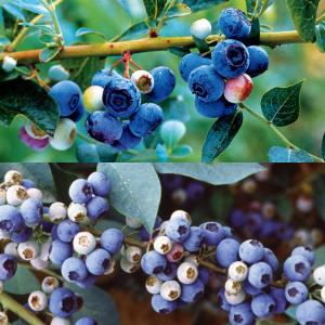 果樹苗 ブルーベリー 豊産ラビットアイ系セット 2種2株