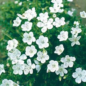 花種 花たね ネモフィラ ホワイト 1袋（300mg）