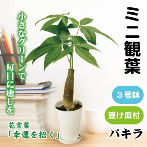 観葉植物 テーブル観葉 パキラ 3号鉢 1鉢 ミニ観葉 受け皿付