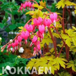 花苗 タイツリソウ ゴールドハート 1株