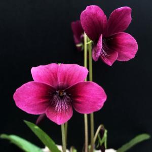 ラン・山野草 スミレ ひむれ 2株