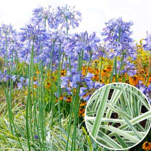 国華園 アガパンサス 苗 シルバームーン 1株 斑入りアガパンサスの苗 花苗 花の苗 爆買
