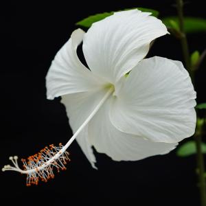 国華園 花苗 珍しいハイビスカス ホワイトバタフライ 1株