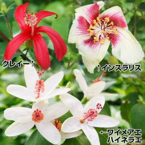 国華園 花苗 原種ハイビスカスセット 3種3株
