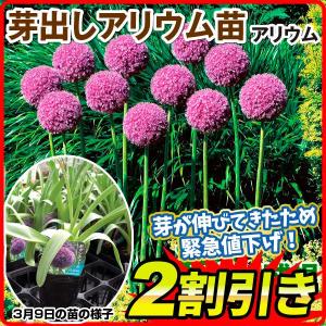在庫処分特価 アリウム 芽出し苗 ギガンチューム 2株 アリウムの苗 アリウムの球根 芽出しポット苗