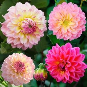 春植え球根 ダリア フェスター (中輪) 2球