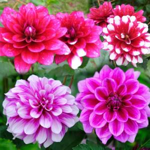 春植え球根 ダリア 舞姫 (小輪) 2球
