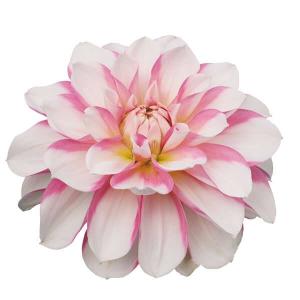 春植え球根 ダリア ティンカーベル (中小輪) 1球