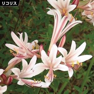 夏植え球根 リコリス インカルナータ 早期割引 12球