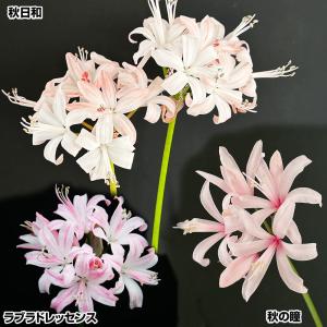 夏植え球根 ネリネ 高級ネリネAセット 3色3球 早期割引
