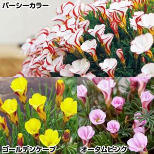 夏植え球根 オキザリス トリカラーセット 早期割引 3種60球