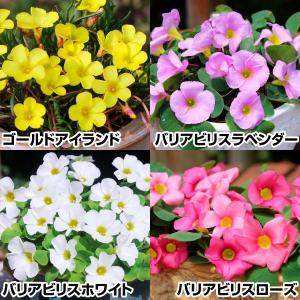 夏植え球根 オキザリス 4色セット 早期割引 4種120球