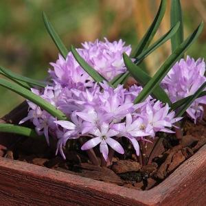 夏植え球根 ポリキセナ (ラケナリア) ピンク 早期割引 10球