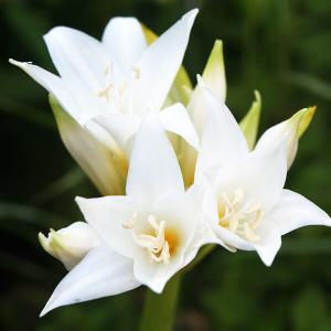 夏植え球根 ホンアマリリス (ベラドンナリリー) 白花 早期割引 2球