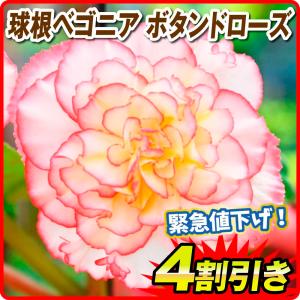 春植え球根 球根ベゴニア ボタン ド ローズ 3球 限定特価