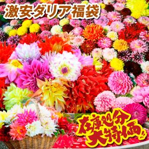 国華園 在庫処分特価 ダリア 球根 激安ダリア福...の商品画像