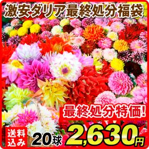 国華園 最終処分特価 ダリア 球根 激安ダリア福...の商品画像