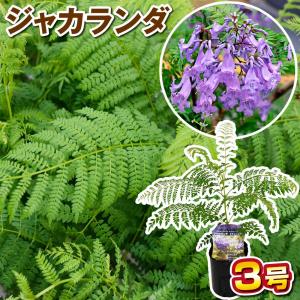 国華園 花木苗 ジャカランダ 2株 ジャカランタ ジャガランダ ジャガランタ