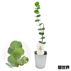 国華園 花木苗 ユーカリ 銀世界 1株