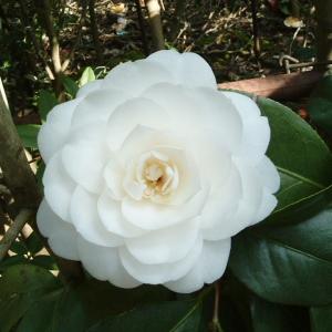 国華園 花木 ツバキ 銘花 白乙女1株