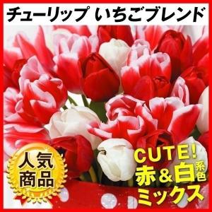国華園 チューリップ 球根 いちごブレンド (無選別) 20球 チューリップの球根 赤白系 レッド ホワイト