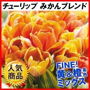 国華園 チューリップ 球根 みかんブレンド (無選別) 20球 チューリップの球根 黄橙系 イエロー オレンジ