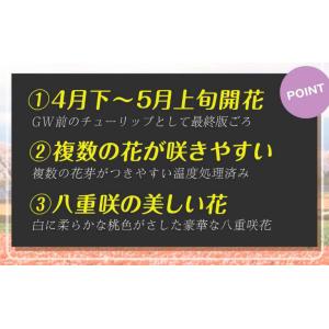 国華園 チューリップ 球根 ダブルサプライズ ...の詳細画像2