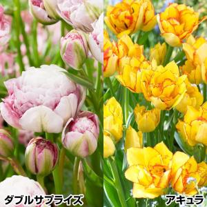 国華園 チューリップ 球根 八重咲＆枝咲セット 2種10球 チューリップの球根