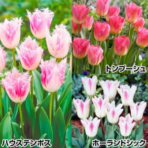 国華園 チューリップ 球根 桃・桃・桃セット 3種30球 (各10球) チューリップの球根