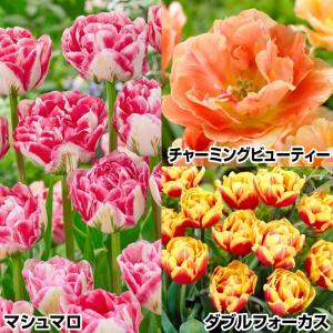 国華園 チューリップ 球根 八重咲セット 3種30球 (各10球) チューリップの球根