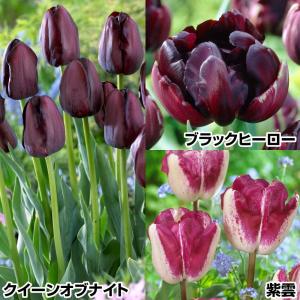国華園 チューリップ 球根 シックカラーセット ...の商品画像