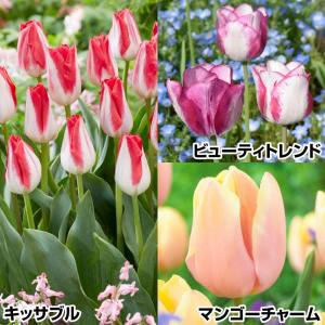 国華園 チューリップ 球根 色変わりチューリップセット 3種30球 (各10球) 爆買
