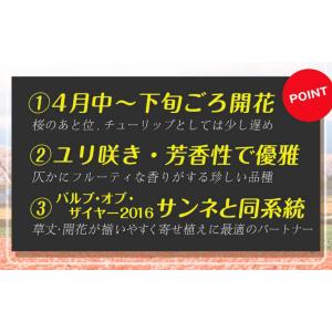 国華園 チューリップ 球根 スザンヌ 50球 ...の詳細画像2