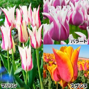 国華園 チューリップ 球根 ユリ咲トリオセット 3種30球 (各10球) チューリップの球根