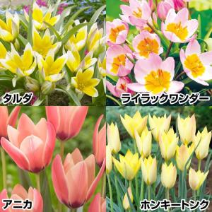 国華園 ミニチューリップ 球根 原種系チューリップBセット 4種40球 (各10球)