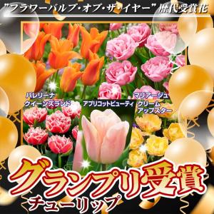 国華園 チューリップ 球根 バルブオブザイヤー...の詳細画像1