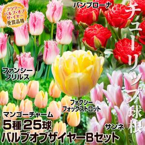 国華園 チューリップ 球根 バルブオブザイヤーBセット 5種25球 チューリップの球根 送料無料
