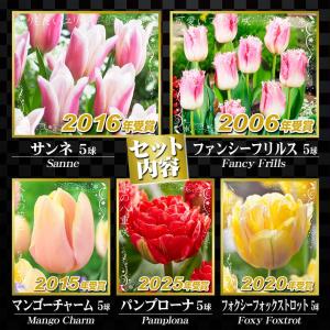 国華園 チューリップ 球根 バルブオブザイヤー...の詳細画像3