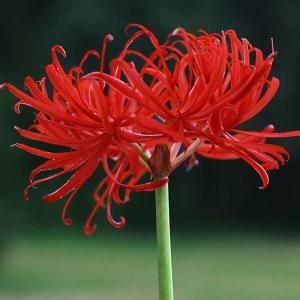 国華園 リコリス 球根 八重咲ヒガンバナ 3球 彼岸花 リコリスの球根 夏植え球根