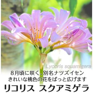 国華園 リコリス 球根 スクアミゲラ (ナツズ...の詳細画像1