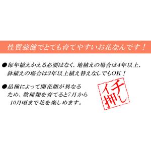 国華園 リコリス 球根 スクアミゲラ (ナツズ...の詳細画像2