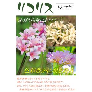 国華園 リコリス 球根 定番リコリスセット 4...の詳細画像1