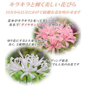 国華園 ダイヤモンドリリー 球根 ミックス (...の詳細画像2