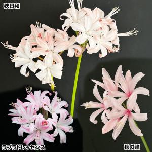 国華園 ネリネ 球根 高級Aセット 3種3球 ネリネの球根 夏植え球根