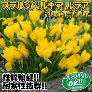 国華園 ステルンベルギア 球根 ルテア 6球 ...の詳細画像1