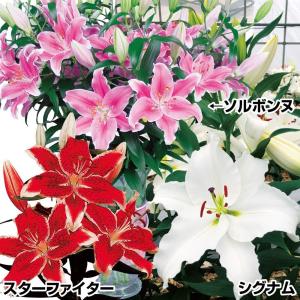 国華園 ユリ 球根 花ユリ 華やか切花向きオリエンタルリリーセット 3種24球(各8球) 百合球根 ユリの球根