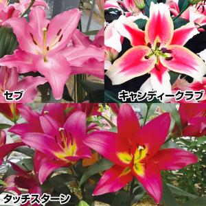 国華園 ユリ 球根 花ユリ 切花向きオリエンタルリリーAセット 3種12球(各4球) 百合球根 ユリの球根