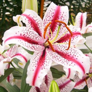 国華園 ユリ 球根 花ユリ オリエンタルリリー ディジー 4球 百合球根 ユリの球根