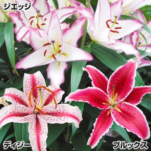 国華園 ユリ 球根 花ユリ 切花向きオリエンタルリリーBセット 3種12球(各4球) 百合球根 ユリの球根